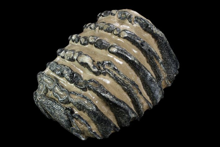 Southern Mammoth Molar Section - Hungary #123664